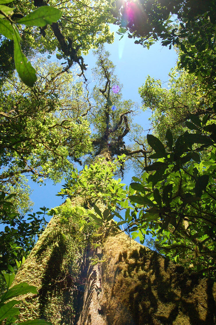 Koffie van Hoorn | Trees for all