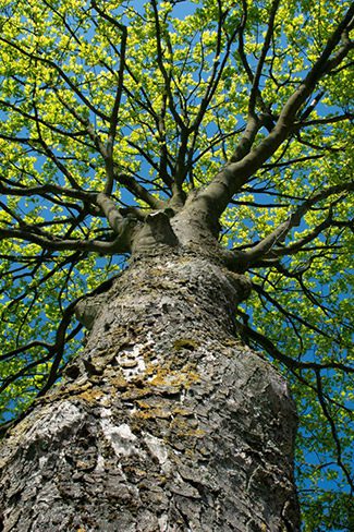 Koffie van Hoorn | Trees for all