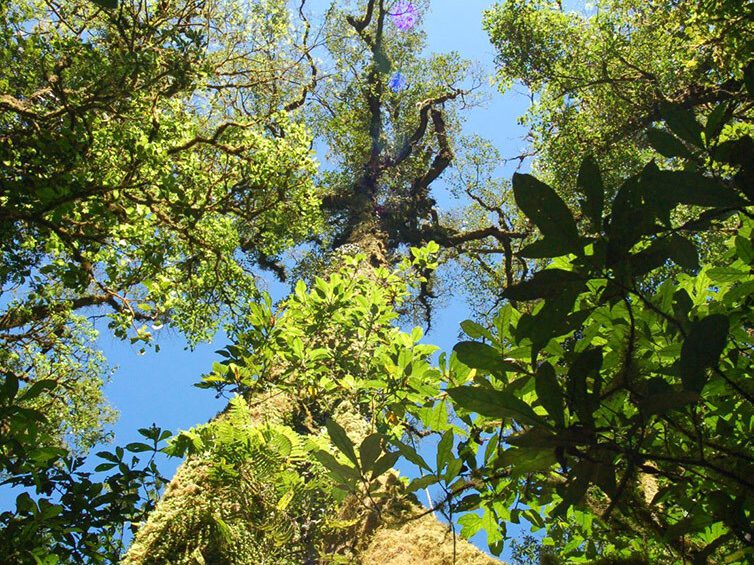 Koffie van Hoorn | Trees for all